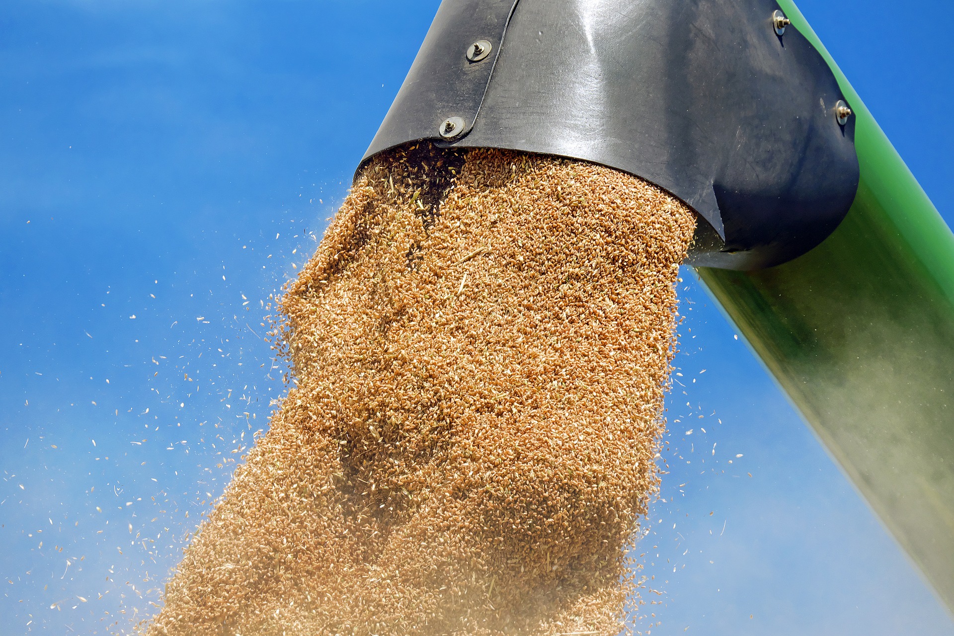 wheat-1508654_1920